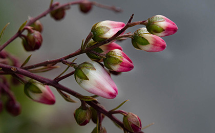  冬の草花の写真